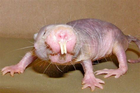 naked mole rat live cam|Webcam USA